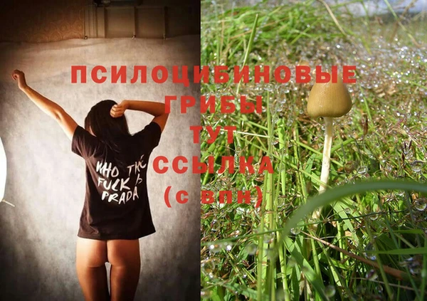 прущие грибы Беломорск